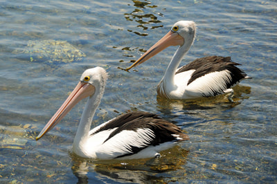Pelicans at Narooma, NSW
